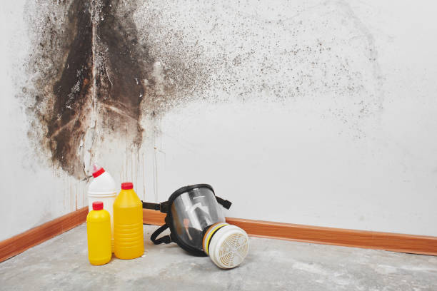 Best Toxic Mold Removal  in Woodacre, CA