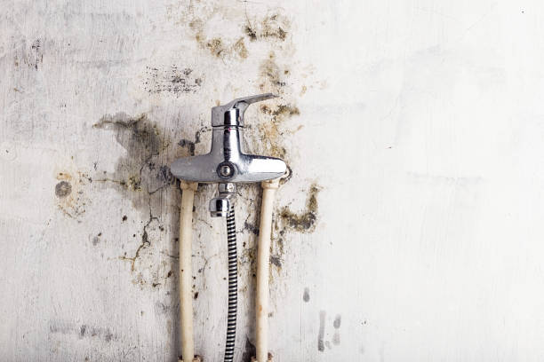 Trusted Woodacre, CA Mold Removal Experts