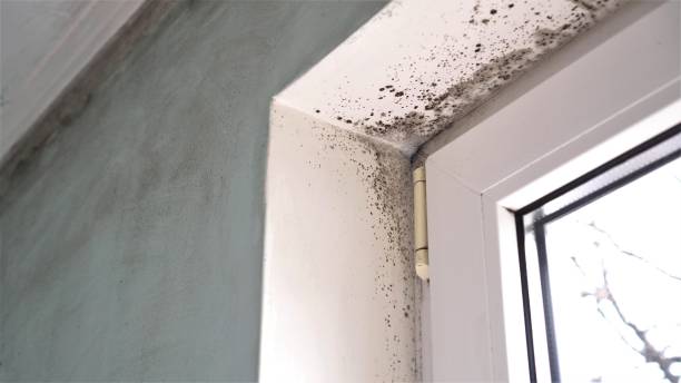 Best Mold Damage Repair  in Woodacre, CA