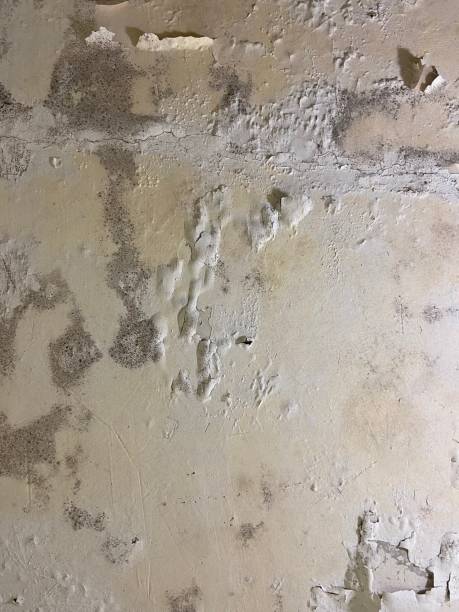 Best Mold Testing  in Woodacre, CA