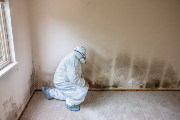 Best Mold Damage Repair  in Woodacre, CA