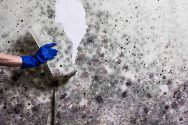 Best Professional Mold Removal  in Woodacre, CA