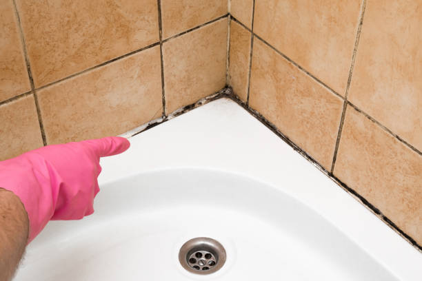 Best Professional Mold Removal  in Woodacre, CA